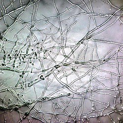 El renacimiento del micelio: La red que está rediseñando nuestro futuro