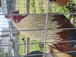 El canto del gallo y los cambios del clima: una tradición que persiste en comunidades rurales