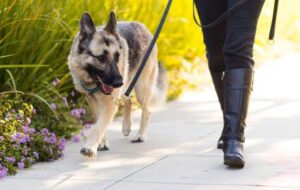 Cárcel por robo de mascotas en Coahuila: Aprueban hasta 4 años de prisión
