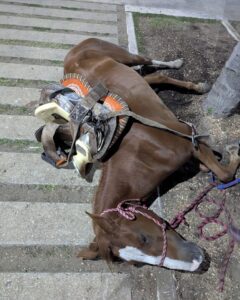 Atienden a yegua por cólico durante cabalgata en Coatzacoalcos