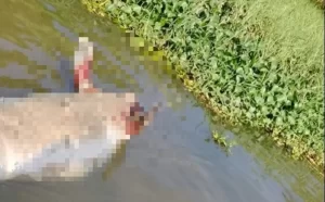 Hallan segundo manatí sin vida en el río Coatzacoalcos en 2026