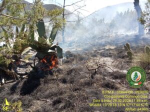 23 incendios forestales han afectado a Veracruz; 79 hectáreas dañadas
