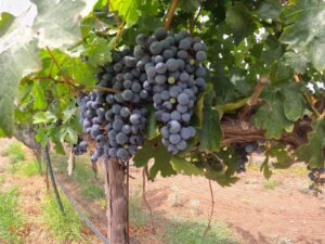 Viñedos en el Ártico: La Geopolítica del Vino y el Cambio Climático