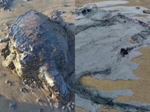 Autoridades reportan contaminación por crudo en litoral de Catemaco