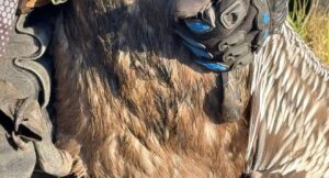 Rescatan a pelícano cubierto de petróleo en playas de Alvarado