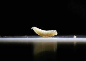 Reportan 20 casos de gusano barrenador en Veracruz