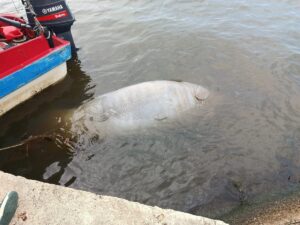 Encuentran pelícano y manatí muertos en Coatzacoalcos