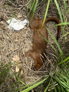 Atropellan a yaguarundí en Medellín de Bravo; el felino no logró sobrevivir