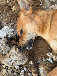 Indignación en Xalapa: reportan muerte de más de una decena de perros por presunto envenenamiento