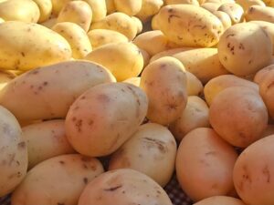 Heladas y baja siembra repuntan el precio de la papa en Veracruz