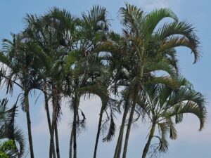 Calor intenso domina Veracruz; lluvias seguirán limitadas