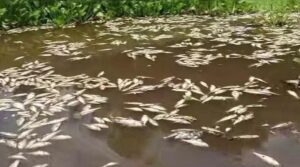 Nahle fija martes para dictamen ambiental en Papaloapan