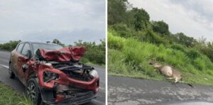Influencer choca contra vaca en autopista