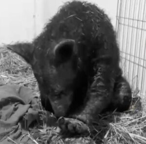 Muere “Mina”, osa rescatada por PROFEPA tras meses de rehabilitación
