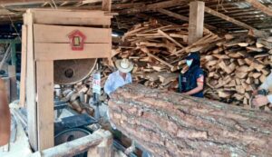 Clausuran aserraderos ilegales en Puebla y aseguran más de 330 m³ de madera