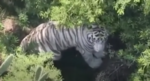 Confirman muerte del tigre de Bengala “Kenzo”