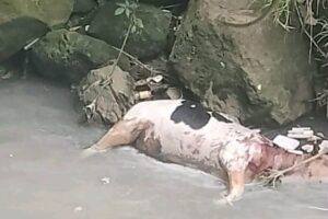 Reportan vaca muerta en río Carneros en Xalapa