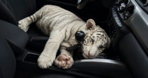 Aseguran cachorro de tigre en Iztapalapa y detienen a un hombre
