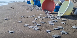Más de 3 mil tortugas llegan al mar en Nautla
