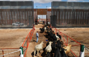 Reanudan exportación de ganado desde Chihuahua a EU