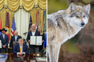 Trump busca reducir protección al lobo mexicano en EU