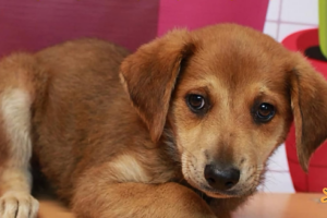 Xalapa promueve adopción responsable de perros y gatos