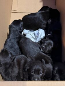 Piden proteger animales ante lluvias en Xalapa